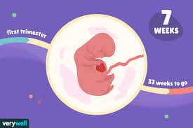 seventh week pregnancy