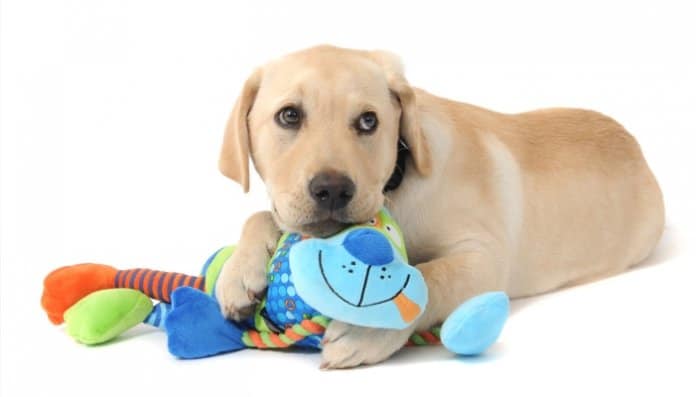 How to buy toys for your pet