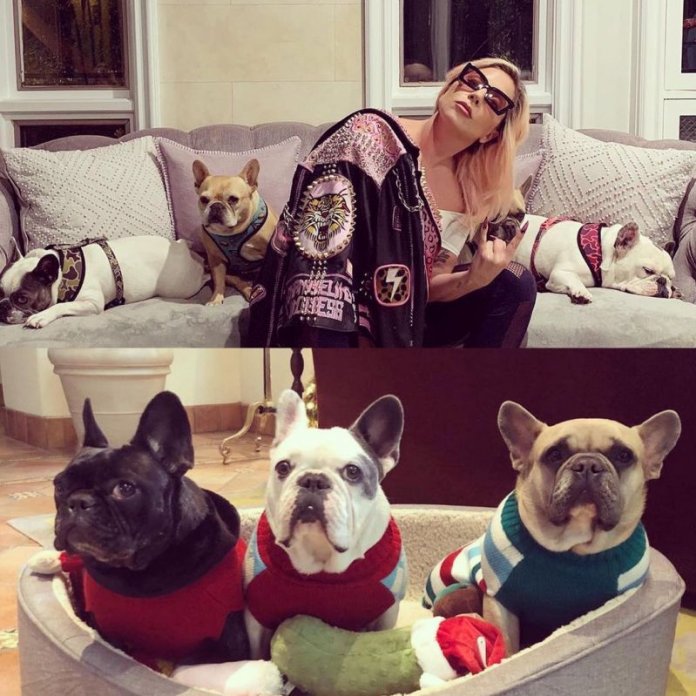 Lady Gaga’s dogs Reclaimed! Video of the horrific Attack.