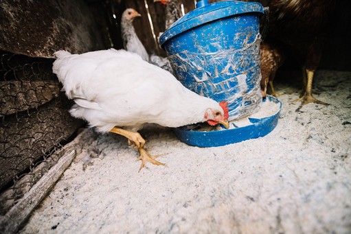 Reasons To Choose Quality Starter Chicken Feed For Your Farm
