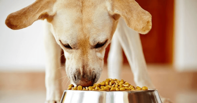 A Well Balanced Diet for Canine