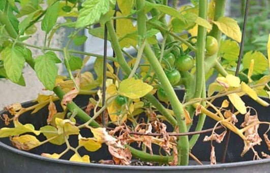 Reasons Your Tomato Leaves Are Turning Yellow & How To Fix It