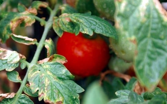 Reasons Your Tomato Leaves Are Turning Yellow & How To Fix It
