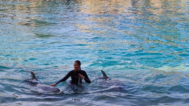 Where can I swim with dolphins in Cancun