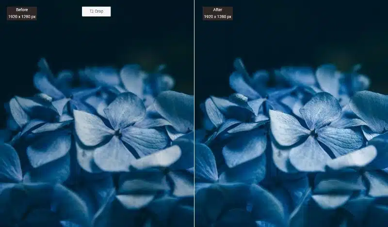 Reduce Image Blur Dramatically with VanceAI Image Sharpener