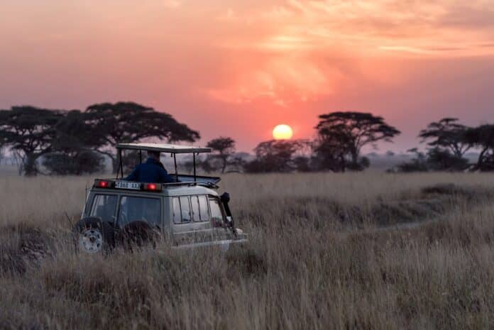 The Ultimate Guide to Planning Your Dream Safari Tours