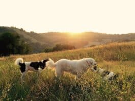 Why Consider Lavender for Dogs