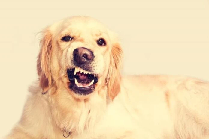 Navigating Legal Pathways and Seeking Justice After a Devastating Dog Bite Incident